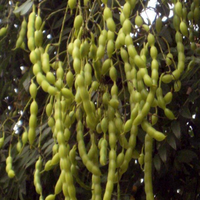 Extrait de Sophora japonica de qualité alimentaire GMP Xin Sheng, 100 % naturel, quercétine, sophoricoside, emballé sous vide