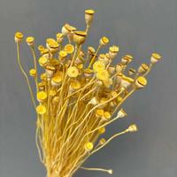 Fleurs séchées en gros pour la décoration intérieure : fleurs de pavot de terre naturelles préservées pour la création de bouquets et l'art floral