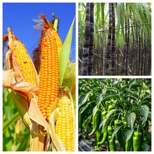 S-metolachlor 960g/L EC Pre-emergence Closed Grass <strong>Herbicide</strong> for Corn, Rice, Cotton &amp; Watermelons Crops - Product Image 2