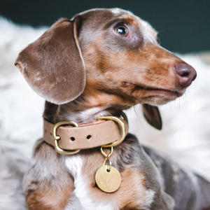 Collar de perro de cuero genuino para mascotas, Collar personalizado para gatos, correa para el cuello, collares para perros para decoración de cachorros - Product Image 5