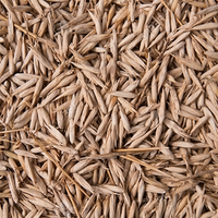 Semillas de Bambú Premium, Semillas de Bambú Moso Orgánicas de Primera Calidad, Venta al por Mayor, Alta Germinación, Sin OMG, Phyllostachy