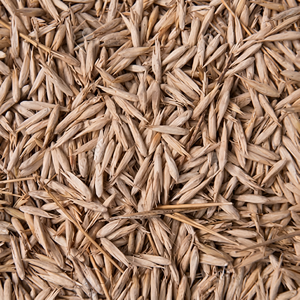 Semillas de Bambú Premium, Semillas de Bambú Moso Orgánicas de Primera Calidad, Venta al por Mayor, Alta Germinación, Sin OMG, Phyllostachy - Product Image 1
