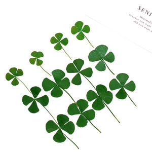 R458 Bunga Padat Kering Empat Daun Semanggi untuk Resin Ditekan 4 Daun Semanggi Asli - Product Image 2