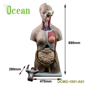 Modelo de torso humano para hombre y mujer para enseñar la escuela médica