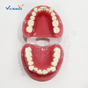 Modèle d'alignement dentaire défaillant, modèle dentaire, modèle pédagogique pour la pratique orale dentaire - Product Image 2
