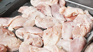 Cibo per Gatti OEM ODM Antiallergenico 0% Cereali 100% Carne Fresca di Pollo Promuove la Luminosità del Pelo e la Salute Cardiaca per Tutte le Fasi della Vita - Product Image 3
