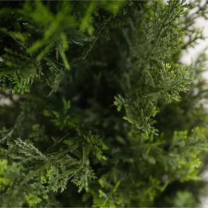 Árbol de Ciprés Artificial Alto, Colección de Árboles de Boj, Cedro y Hierba, Duradero, Realista, Ecológico, Resistente a los Rayos UV, Plástico para Interiores - Product Image 5