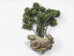 10:1,4:1,80% Notoginsenosides Panax notogoginseng экстракт корня SanQi экстракт порошка - Product Image 3