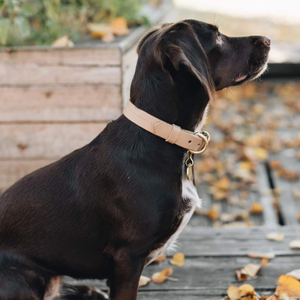 Collar de perro de cuero genuino para mascotas, Collar personalizado para gatos, correa para el cuello, collares para perros para decoración de cachorros - Product Image 2