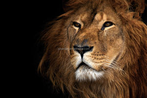 Majestic Lion Tiger Design Salon Chambre <span class=keywords><strong>Studio</strong></span> Papier Peint Mural Décoratif <span class=keywords><strong>3D</strong></span> - Product Image 4