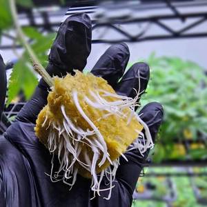 Upuper nhà máy Vườn Ươm Nguồn cung cấp bản sao Cube len Rock - Product Image 4