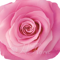 HFlora Fleurs - Roses éternelles naturelles au toucher réel DIY, OEM, Fête des Mères, Fête des Pères, Noël, Têtes de roses préservées de 6-7 cm