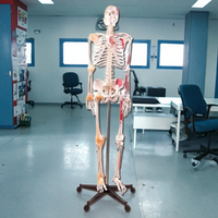 Modèle de squelette en PVC de 180 cm de haut avec muscles et ligaments pour l'enseignement des sciences médicales, durable, blanc