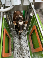 Lecteur fixe d'animaux 134,2 kHz avec 1 contrôleur, 2 antennes de panneau FDX-B HDX pour pesée intelligente, compatible RS232 RS485, prise en charge OEM