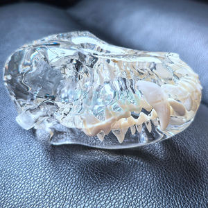 Şeffaf köpek diş hayvanlar Oral diş çene modeli reçine kafatası diş anatomik veteriner eğitim anatomi mankeni - Product Image 3