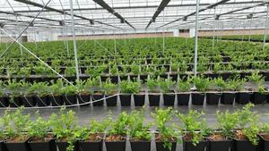 Maceta Moderna de Plástico Grueso para Cultivo de Arándanos con Orificio de Drenaje, Gran Capacidad para Centros Comerciales y Plantas de Exterior - Product Image 5