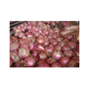 Fournisseur d'oignons de qualité fraîche Prix d'exportation d'oignons ronds Vente en gros d'oignons rouges frais naturels - Product Image 6