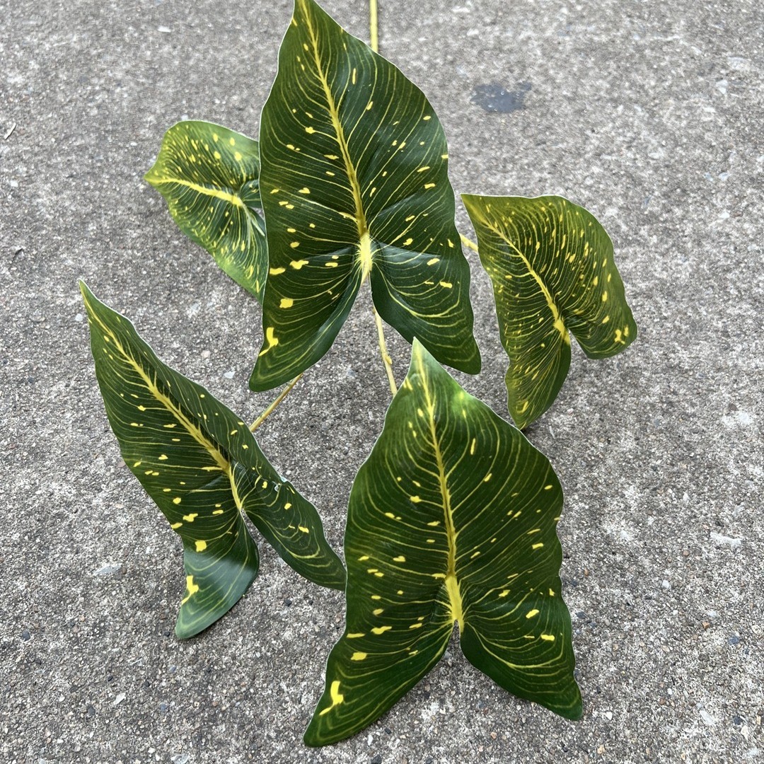 5-leaf variegated alocasia-green