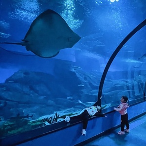 תוצרת סין Lucite גדול מעוקל אקריליק אקווריום מנהרה - Product Image 4