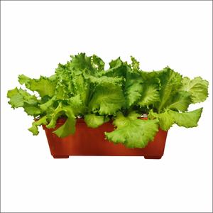 กระถางปลูกพืชไร้ดิน ปลูกผักและดอกไม้แบบไฮโดรโปนิกส์ ด้วยสารละลายธาตุอาหารในอ่างน้ำแบบนิ่ง - Product Image 3