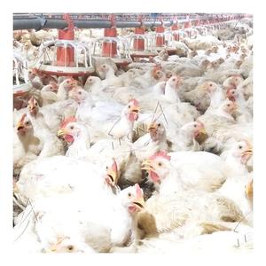 Equipo de Alta Gama para Granjas Avícolas, el Mejor para la Cría de Aves de Corral - Product Image 1