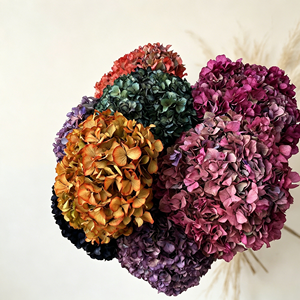 Fleurs d'<span class=keywords><strong>hortensia</strong></span> stabilisées séchées naturelles à couleurs dégradées, grandes feuilles d'<span class=keywords><strong>hortensia</strong></span> préservées pour la décoration de la maison, les événements, les mariages et les projets de bricolage - Product Image 1