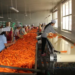 Línea de producción de polvo de tomate de zanahoria en polvo de fruta de gran capacidad