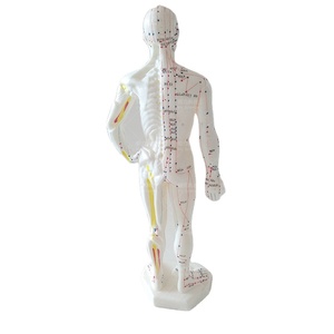 बिक्री के लिए नया मानव एक्यूपंक्चर अंग्रेजी चिकित्सा मॉडल 26 सेमी - Product Image 3