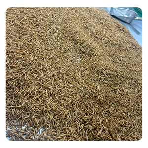 Vente en gros de vers de farine séchés comestibles d'insectes alimentaires naturels à haute teneur en protéines pour animaux de compagnie pour oiseaux - Product Image 4