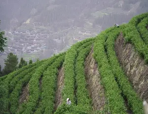 Núi cao cấp trà xanh Trung Quốc tốt một taipinghoukui hương vị thiên nhiên tinh khiết