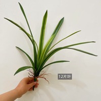 Daun Cymbidium Buatan, Sentuhan Lembut, Aksesori Rangkaian Bunga, Dekorasi Rumah, Lanskap Taman Luar Ruangan
