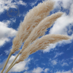 Miglior popolare grande erba artificiale di pampa naturale soffice fiore secco per la decorazione di nozze e di <span class=keywords><strong>laurea</strong></span> - Product Image 2