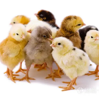 Poussins congelés d'un jour pour serpents, lézards, crocodiles, renards, faucons, scinques et oiseaux de proie, etc.