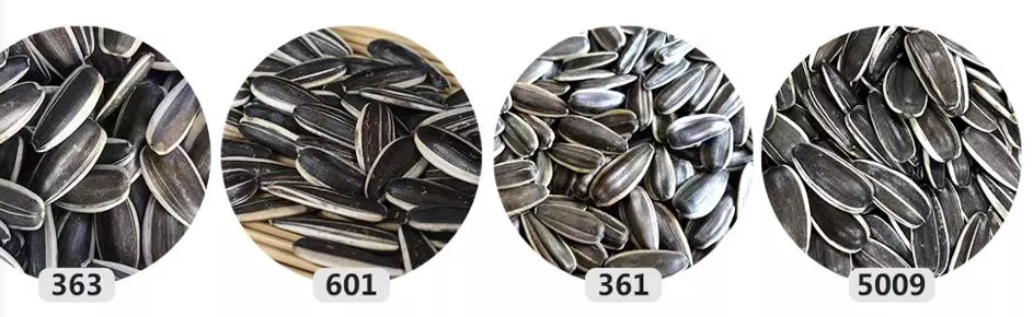 Fast Delivery Best Quality Bird Food White Bulk Sunflower Seeds 361