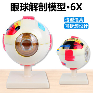 Modelo de Ojo Humano J33205, Modelo Anatómico de Ojo, 6 Veces Más Grande, Desmontable, Equipo de Modelo de Ojo Biológico - Product Image 5