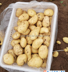 Wholesale Price Fresh <strong>Potatoes</strong> From China Supplier - Product Image 3