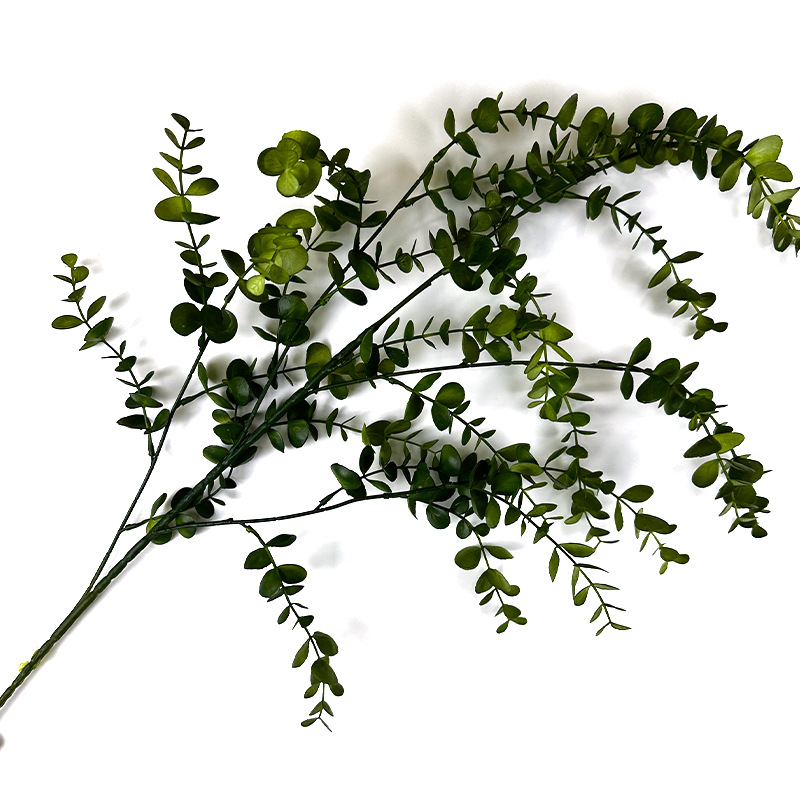 Eucalyptus (couleur foncée)
