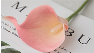 Rose tendre