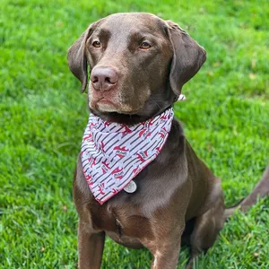 <span class=keywords><strong>Super</strong></span> Cute Pet Bandana Patrón encantador Imprimir logo Digital <span class=keywords><strong>Doble</strong></span> <span class=keywords><strong>cara</strong></span> Regalo Tamaños ajustables Perro Gato Bandana - Product Image 4
