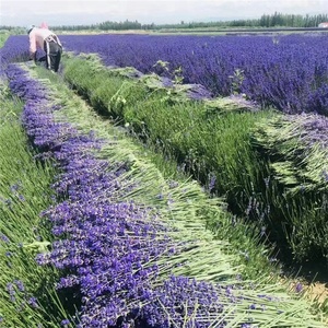 Mazzo di fiori secchi personalizzati mazzi di lavanda reali lavanda secca per la decorazione - Product Image 3