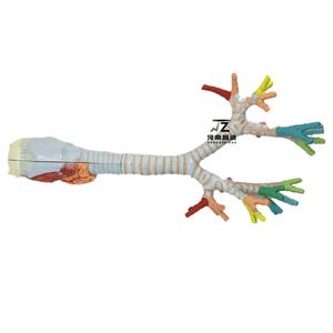 Demonstración del Broncoscopio Pulmonar en un Modelo Anatómico Laringeo Humano - Product Image 4