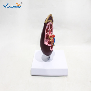 Modèle d'anatomie du rein humain ; structure vasculaire en coupe transversale du rein ; outil pédagogique et de formation en urologie médicale. - Product Image 3