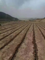 Agriculture 1-10 hectare conception d'irrigation goutte à goutte Kit complet systèmes d'irrigation goutte à goutte automatique pour la ferme