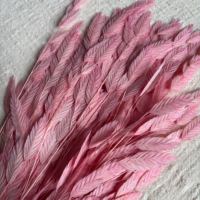 Bunga Phalaris Kering dengan Tangkai Ramping, Daun Lembut, Beragam Warna, Warna Stabil, dan Awet untuk Kerajinan Karangan Bunga