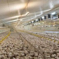 Ferme à volaille contrôlée, pièces, boîtier pré-coupé, structure en acier, maison de poulet pour vente