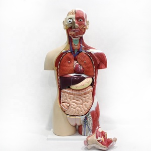 Modelo de Torso Muscular Bisexual de Lujo de 85 cm, Modelo de Anatomía Humana para la Enseñanza Médica - Product Image 1