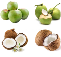 Máquina Cortadora de Cáscaras de Coco Automática de Acero Inoxidable de Alta Resistencia, Directo de Fábrica, con Bandeja de Jugo Desmontable