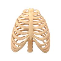 Modelo de Caja Torácica Móvil, Esqueleto de Torso Humano, Adorno Decorativo de Caja Torácica Suave, Accesorio de Exhibición, Disponible en Varios Tamaños y Colores