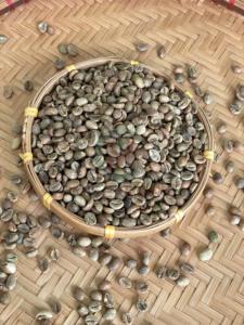 Robusta Vietnam Tamaño 16 Granos de café verde A 60kg A Plus 95 a 99% Pureza Bolsas a granel de alta calidad - Product Image 2