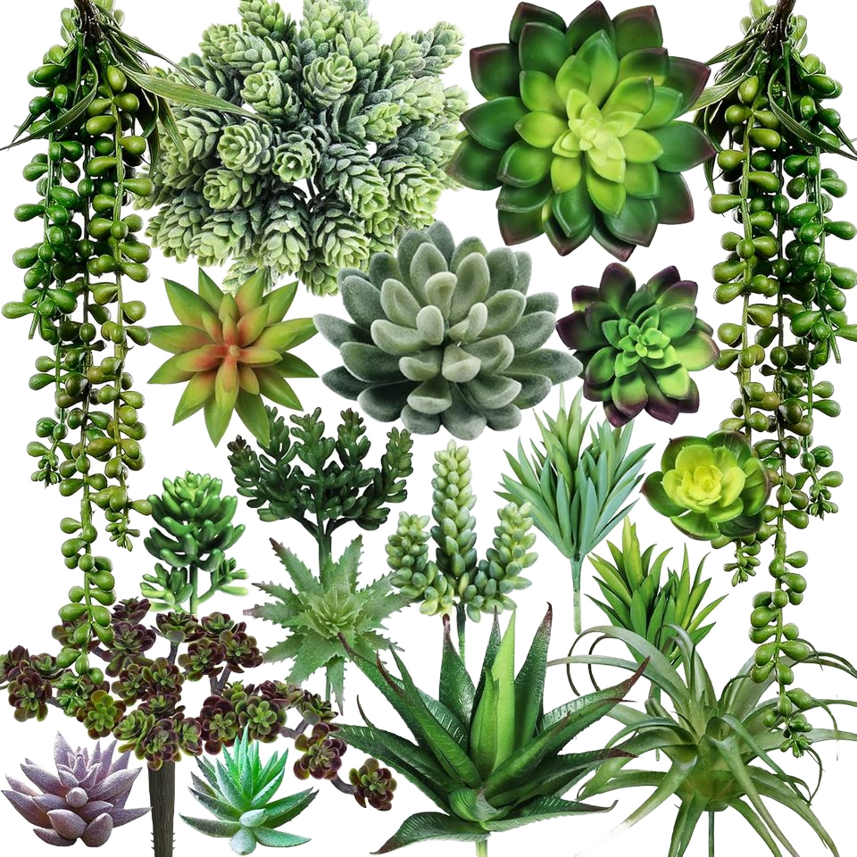 Mountain Roses Sas How to Choose the Best Succulents Mountain Roses for Your Collection